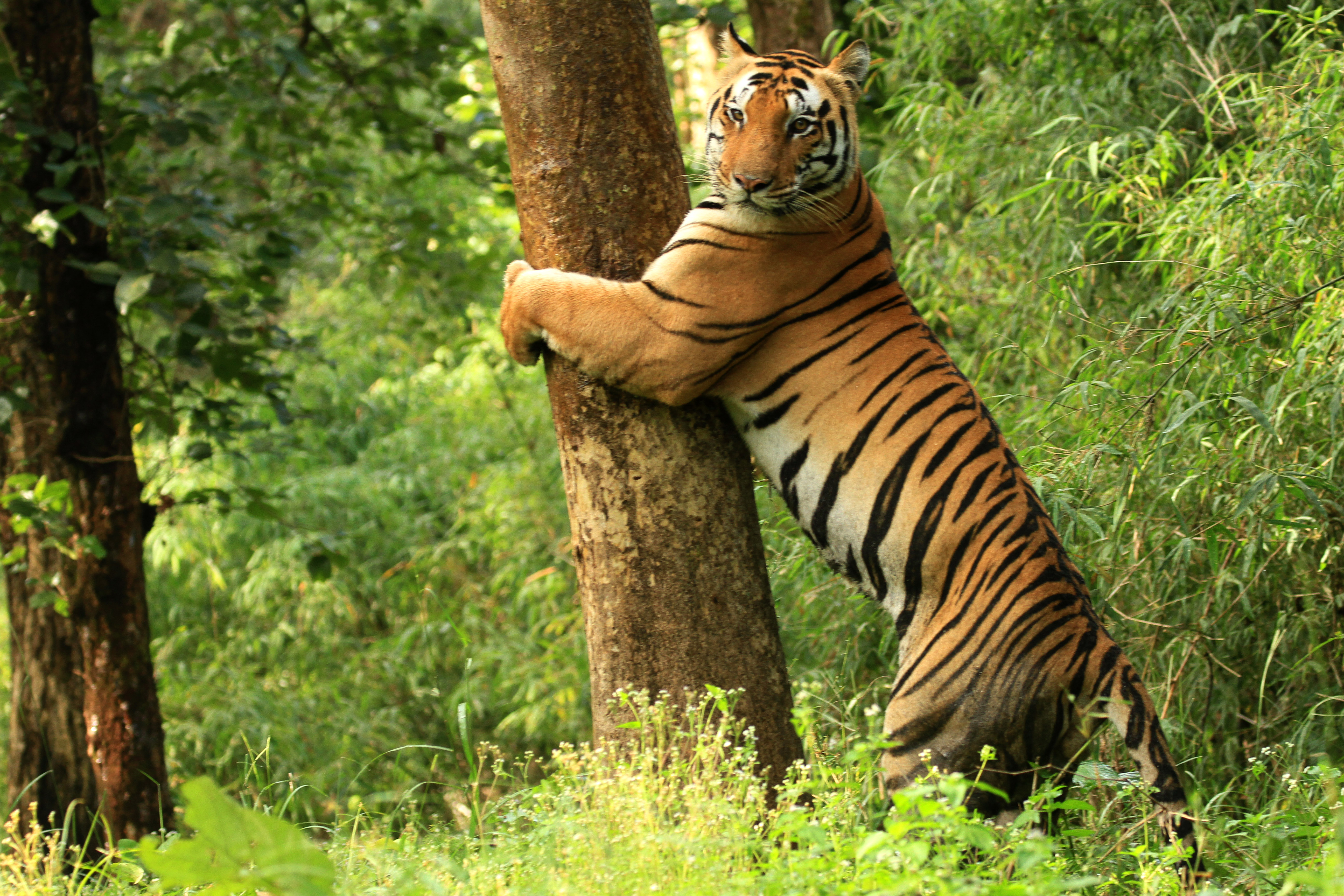 Kanha National Park — photo